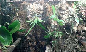 Paludarium Terrarium Vivarium Orchids