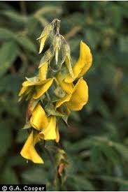 Image result for Crotalaria agatiflora