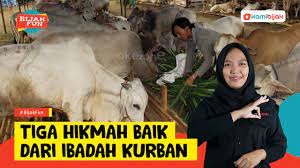 Maybe you would like to learn more about one of these? Sebutkan Hikmah Pelaksanaan Kurban Angkoo