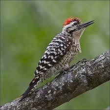 Check spelling or type a new query. Ladder Backed Woodpecker Birdforum Opus Birdforum