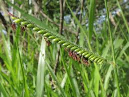 Image result for Urochloa eminii