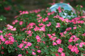 If you have a shady spot in your garden or on your patio, these annuals will suit nicely. Annual Flowers For Shade Gardens Hgtv