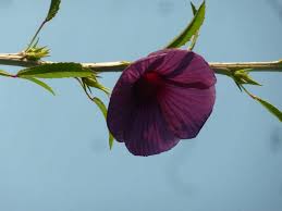 Image result for Hibiscus cannabinus