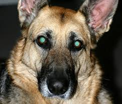 Within this period, the hue will start to change and gradually take a permanent color. Why Do My Dog S Eyes Glow In The Dark