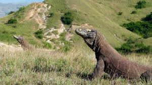 olaganustu hayvanlar national geographic bu belgeselleri kacirma