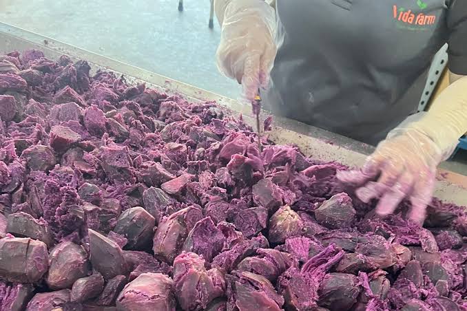 Ube Powder Color Guide: Natural Purple Color, Grade Differences & Food  Applications - Vidafarm