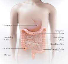 The part of the large intestine that extends from the cecum to the rectum. What Is Colorectal Cancer Cdc