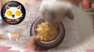 Kediler Icin Yumurta Kediler Yumurta Yerdi Kedi Mamasi Youtube