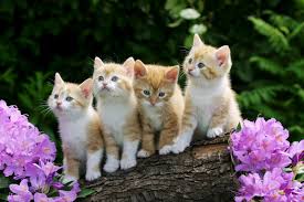 Hasil gambar untuk gambar lucu kucing