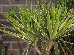 Hallo, wir haben eine neue katze und die hat erstmal die yucca palme angeknabbert und am stamm gekratzt. Yucca Palme Richtig Pflegen Schneiden Und Vermehren Liebenswert Magazin