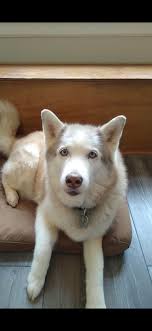 Adeline crossed over the Rainbow Bridge this morning. She had cancer.  Merlin and I are so sad, but at least she no longer suffering