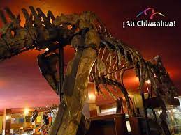 Pin On Tips Chihuahua