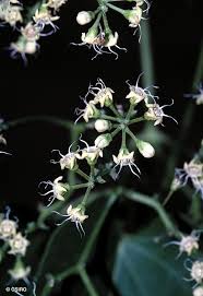 Image result for Cynanchum ledermannii