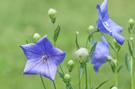 There are 106 hot weather flower for sale on etsy, and they cost $19.06 on average. 10 Flowering Plants For Dry Gardens