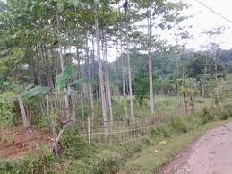 Tanah kebun 7 ha di cariu jonggol jawa barat lt: Harga Sewa Tanah Di Jawa Timur Jualsewatanah Com Page 12 Of 15