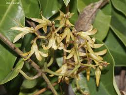 Image result for Secamone retusa