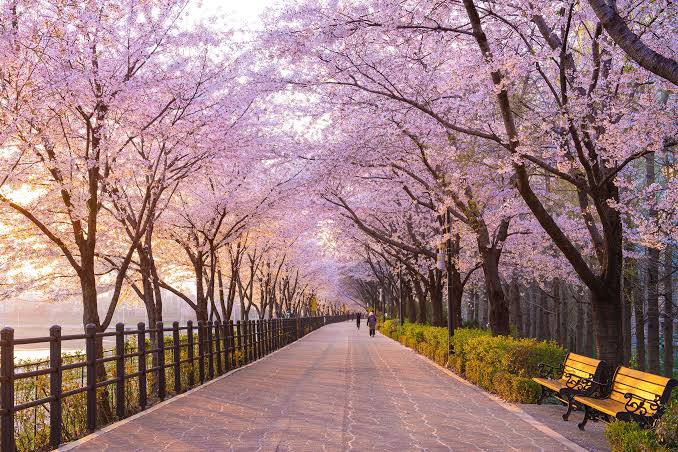 Cherry blossoms in Japan with Mt. Fuji