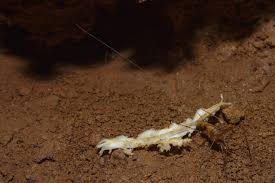 Adults overwinter, as do the immature nymphs. Cave Cricket Control And Treatments For The Home Yard And Garden