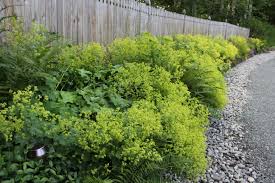 Image result for Alchemilla microbetula