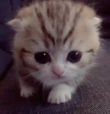 Little kitten playing on the grass close up. Adorable Videos Of Kittens To Brighten Your Day Tiktok Newsroom