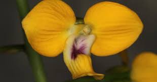 Image result for Satyrium volkensii