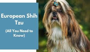I have a pink and a blue. European Shih Tzu All Information You Need To Know Animalfate