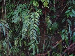 Image result for Asplenium bugoiense