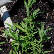 Image result for Stachys aculeolata