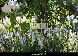 White,Sage,Salvia nemorosa Adrian,Meadow Sage,Musk Mallow,Malva  moschata,Malva Alba,Salvias Stock Photo