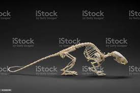 Skeleton Of Rat Handbook On Zoology Of Rodents Stock Photo Download Image Now Istock