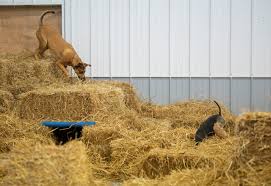 Wisconsin dogs frantically search for hidden rats in sport called Barn Hunt - WPR