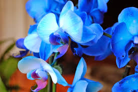 Send flowers to philippines is a local philippines florist having multiple flower shops all across philippines. Top 10 Most Beautiful Flowers In The World Mathias Sauer
