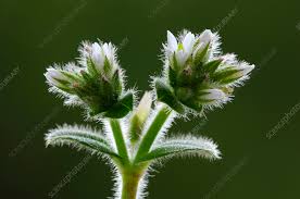 Image result for Cerastium glomeratum