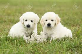 Golden retriever puppies and flowers. Two Beautiful Golden Retriever Puppies With Flowers Stock Photo Picture And Royalty Free Image Image 99274648