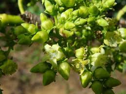 Image result for Vangueria madagascariensis