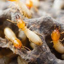 Bugs and many creatures that. Termites Pete S Pest Control Termite Treatment Termites Termite Control