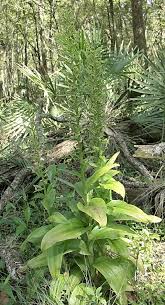 Image result for Habenaria humilior