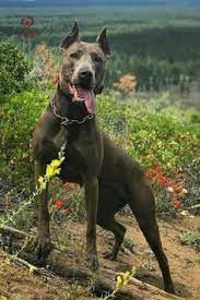 900 Dog Obsessions Dos Ideas In 2021 Dogs Dog Breeds Puppies