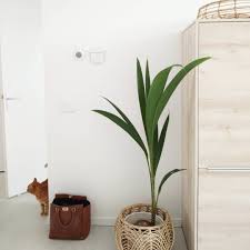 Nieuwe Plant In De Familie Het Is Een Kokospalm Alshellip Planten Tuin Kamerplanten