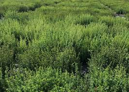 Check spelling or type a new query. Rigoni Biobes