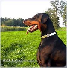 galick el casella pandora 2ans 1 2 france dobermanpinscher doberman dobermann hunde