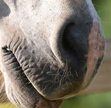 Wie kann man eine ansteckung verhindern? Herpes Bei Pferden Symptome Behandlung Und Schutz Vs