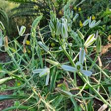 Image result for Albuca nigritana