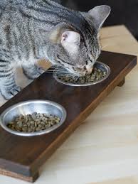 We did not find results for: How To Make Diy Raised Cat Bowls With An Elevated Feeder