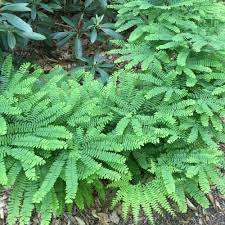 Image result for Adiantum