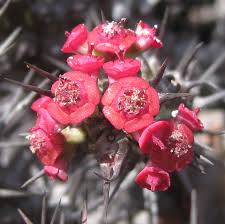 Image result for Euphorbia corniculata