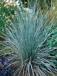 Types Of Ornamental Grasses Ornamental Grasses Blue Oat Grass Plants