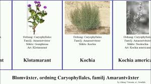 Image result for Leucosphaera bainesii