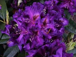Deep Purple Rhododendron New Cedar Hill Rhododendrons Deer Resistant Plants Plants Garden Helpers