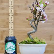 Maybe you would like to learn more about one of these? Crab Apple Bonsai Trees Buy Online Greenwood Bonsai Studio